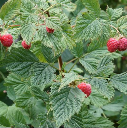 What are Raspberry Leaves?